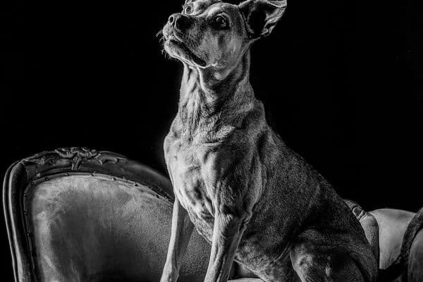a black and white portrait of a dog sitting at attention on a small couch