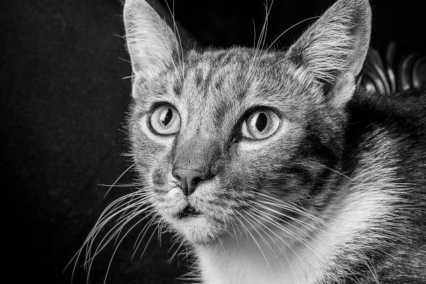 a black and white portrait of of a cat face close up